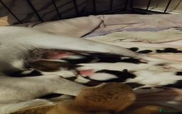 Mixed Breed dogs for sale: Jack tzu puppies - Advert 6