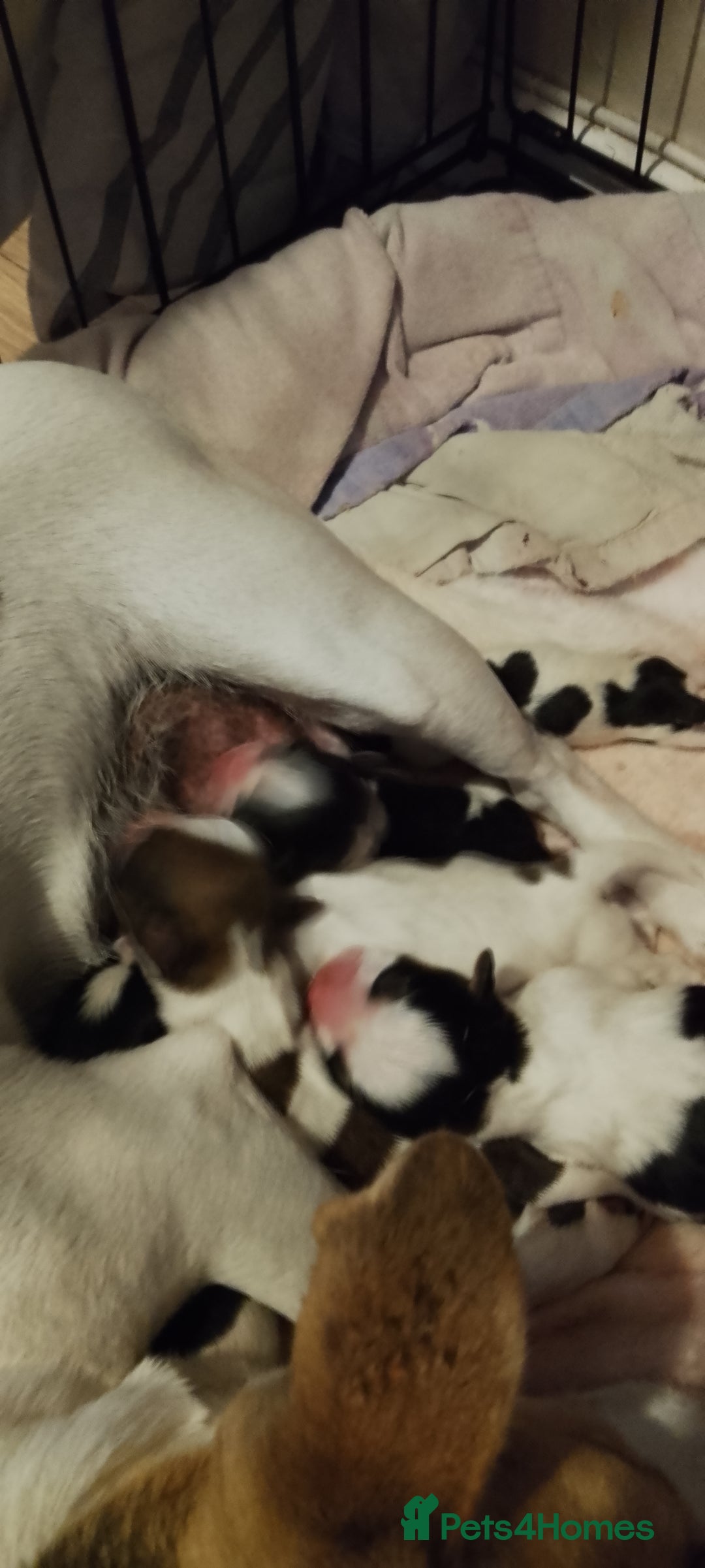 Mixed Breed dogs for sale: Jack tzu puppies - Advert 6