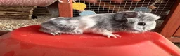 Guinea Pig rodents for sale: 2 sows/females ready mid June  - Advert 1