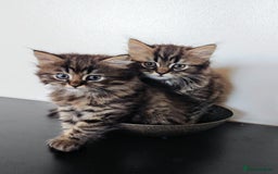 Persian cats for sale: Persian British shorthair mix kittens (SOLD) - Image 1