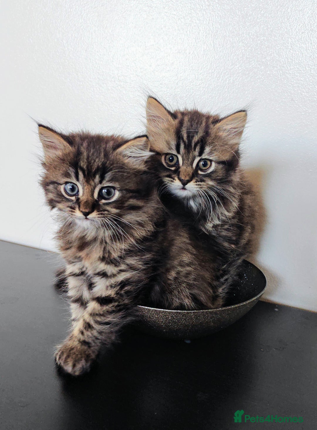 Persian cats for sale: Persian British shorthair mix kittens (SOLD) - Image 1