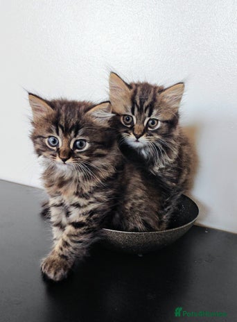 Persian cats - Advert 11