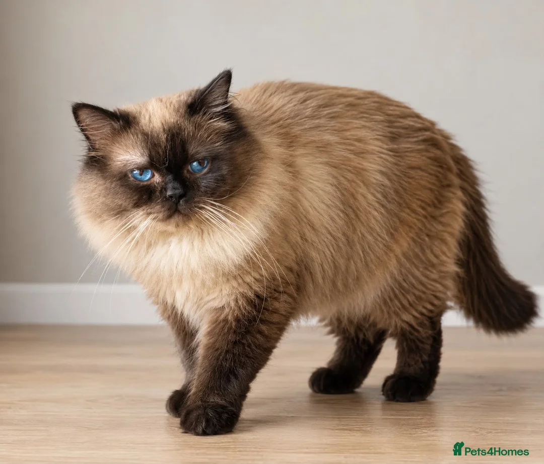 Ragdoll cats for sale: Pedigree registered stud male active ragdoll - Advert 1