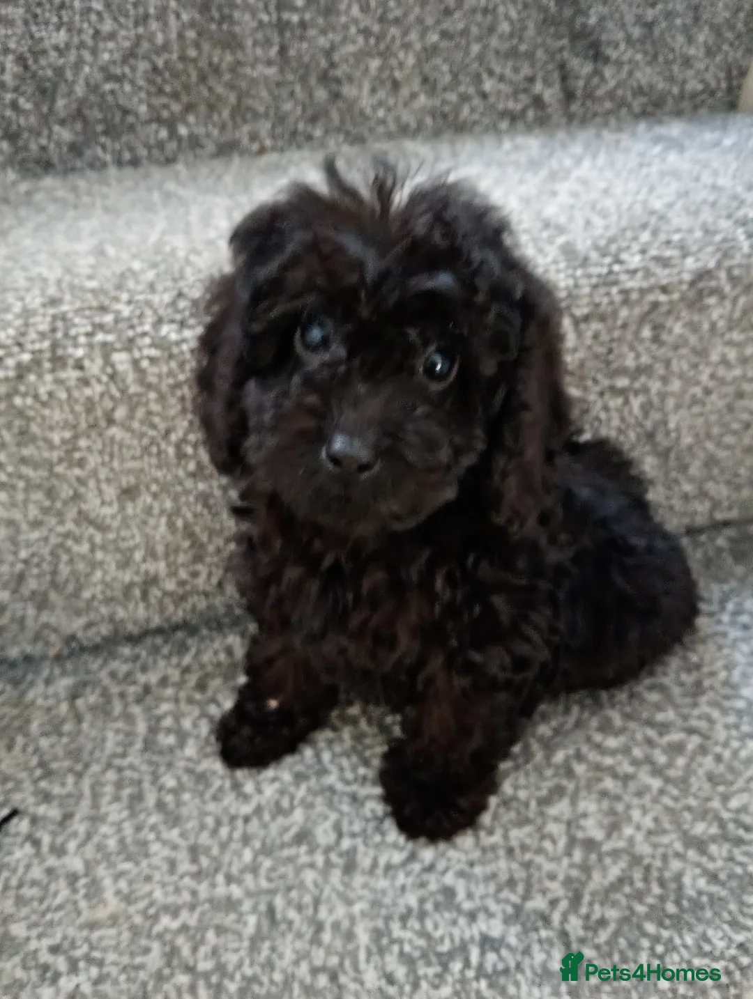 Cockapoo dogs for sale: Cockapoo puppies in Brierley Hill - Advert 2