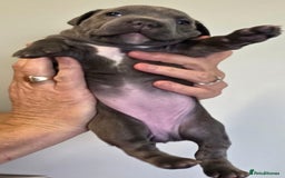 Staffordshire Bull Terrier dogs for sale: admirable Blue staffy pups so cute.  - Image 3