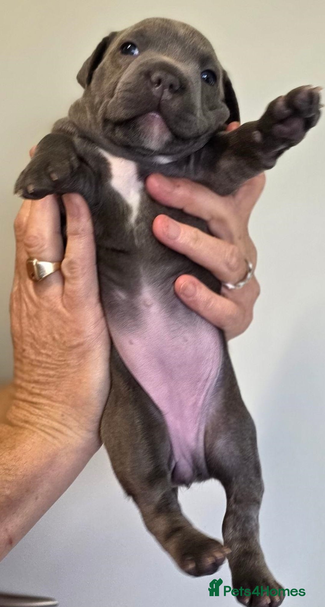 Staffordshire Bull Terrier dogs for sale: admirable Blue staffy pups so cute.  - Image 3