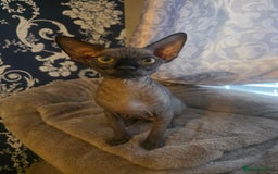 Sphynx cats for sale: FIFe stunning kittens - Image 6