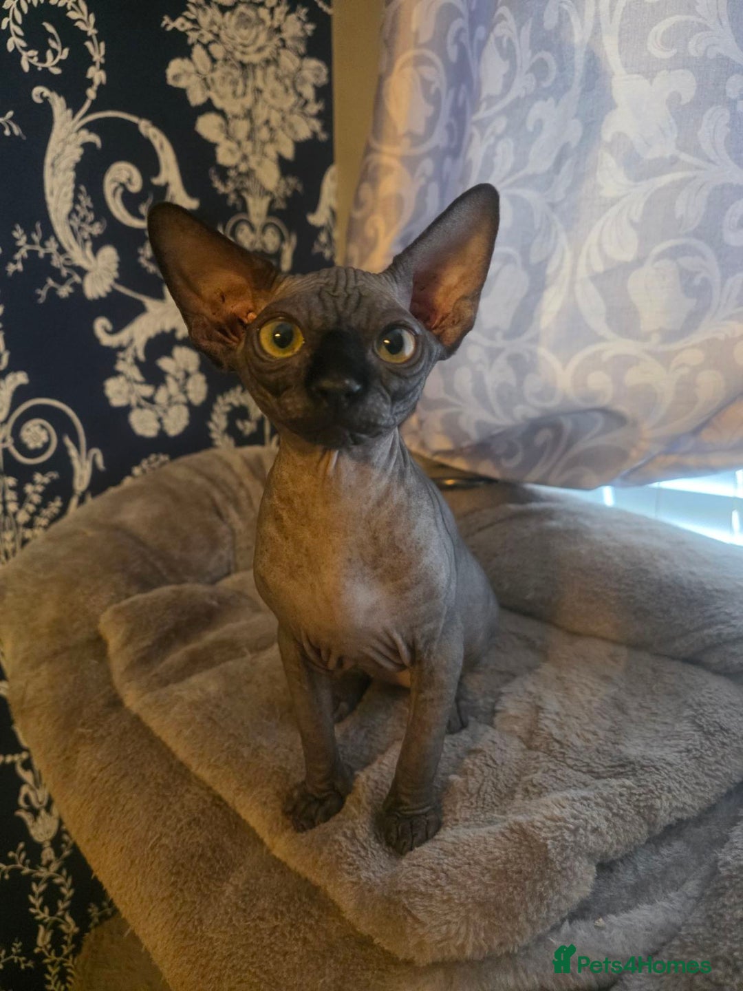 Sphynx cats for sale: FIFe stunning kittens - Image 6