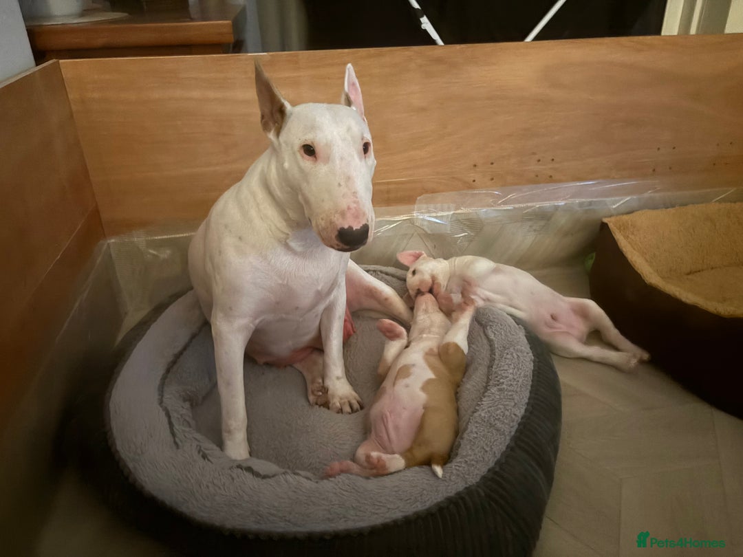 English Bull Terrier dogs for sale: English Bull Terrier Puppy Two Handsome Boys - Image 11