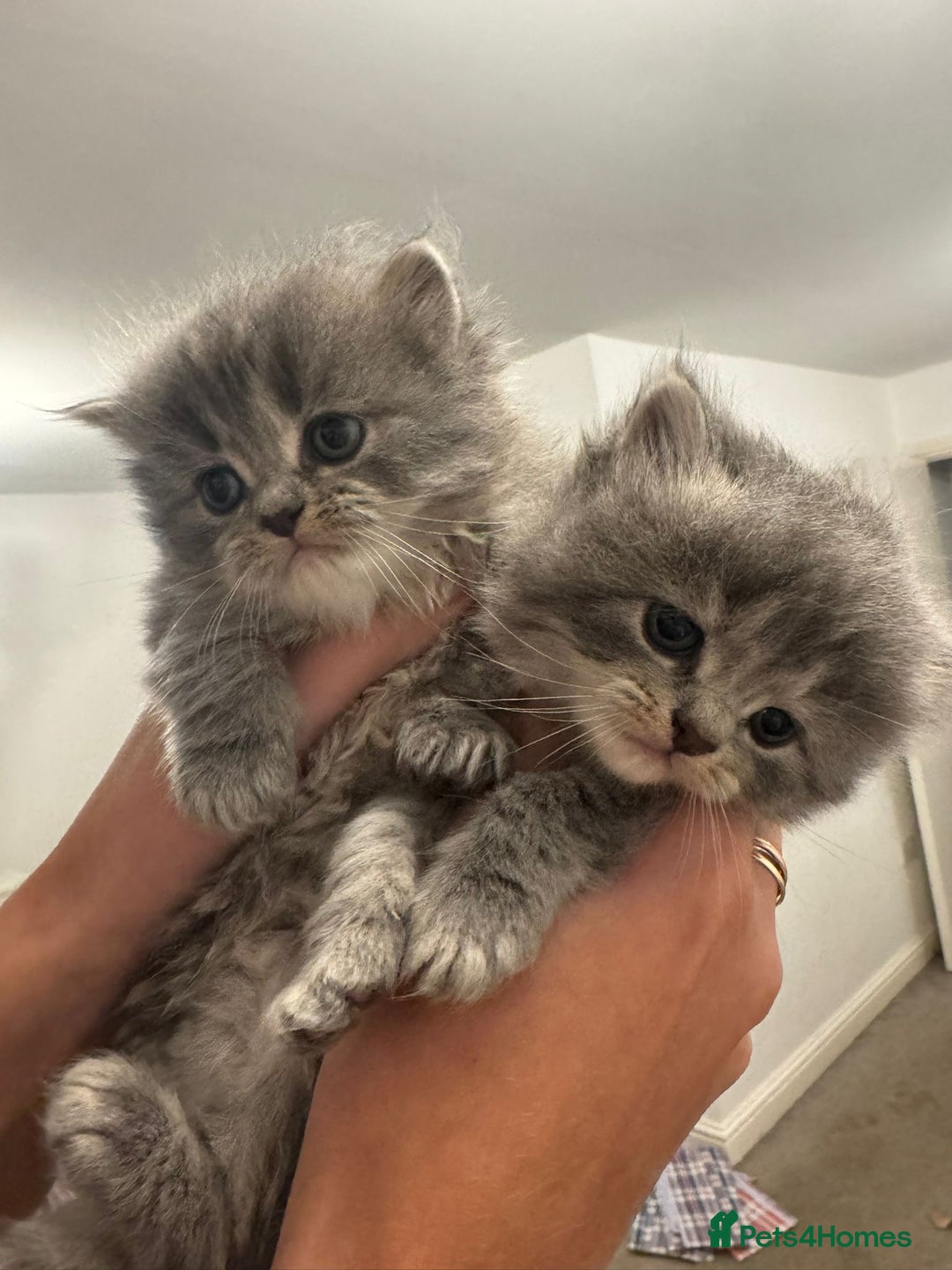Mixed Breed cats for sale: Beautiful half Persian kittens - Image 12