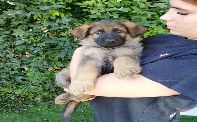 German Shepherd dogs - Advert 15