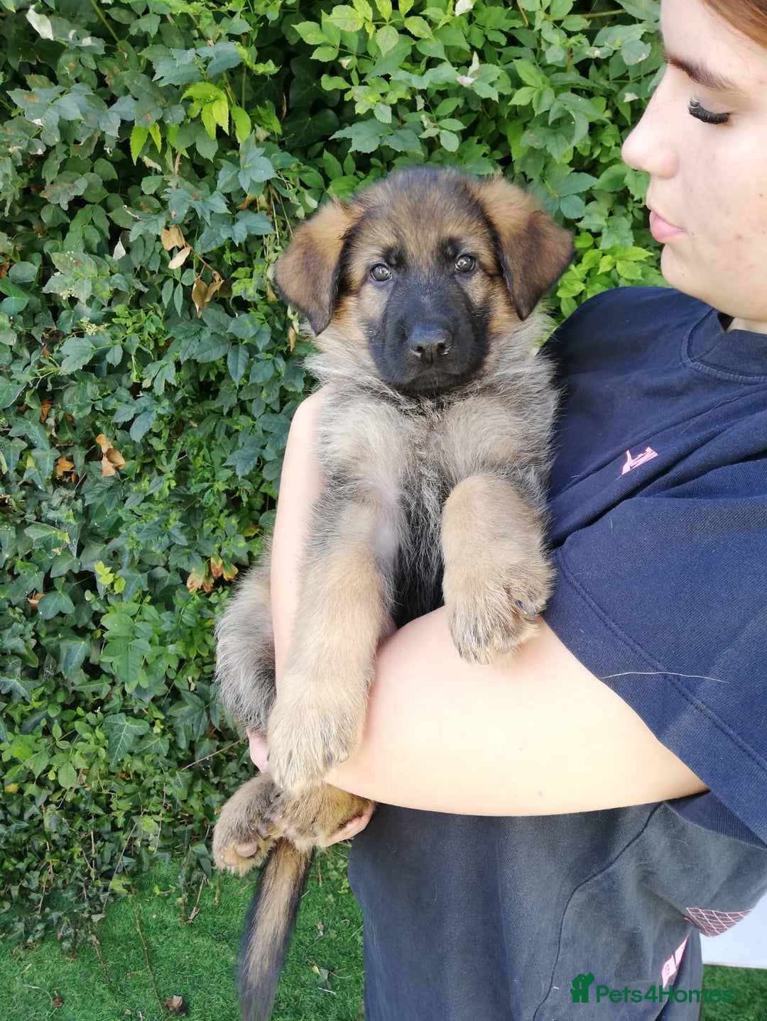 German Shepherd dogs for sale: German shepherd  - Image 1