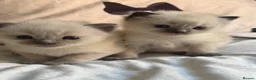 Ragdoll cats for sale: Polar and bear are available for reservation  in Sheffield - Advert 15