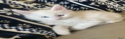 Maine Coon cats for sale: Purebred Maine Coons Looking For A Loving Home 😻 - Advert 11
