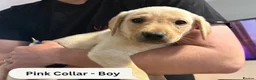 Labrador Retriever dogs for sale: Fox Red & Light Labrador Puppies- Ready June 2026 - Advert 21