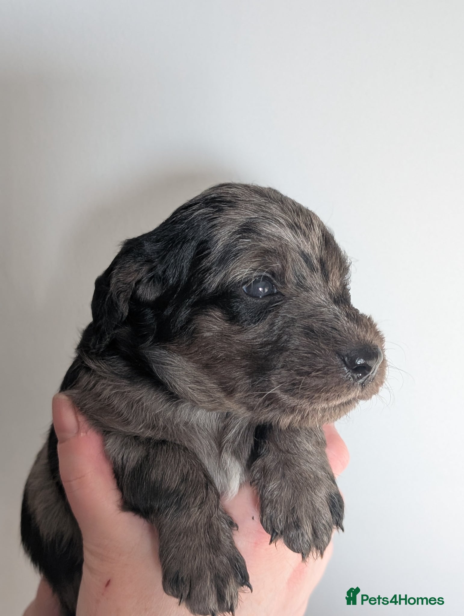 Labradoodle dogs for sale: Unique Labradoodles - Merle, Phantom, Black, Red - Advert 36
