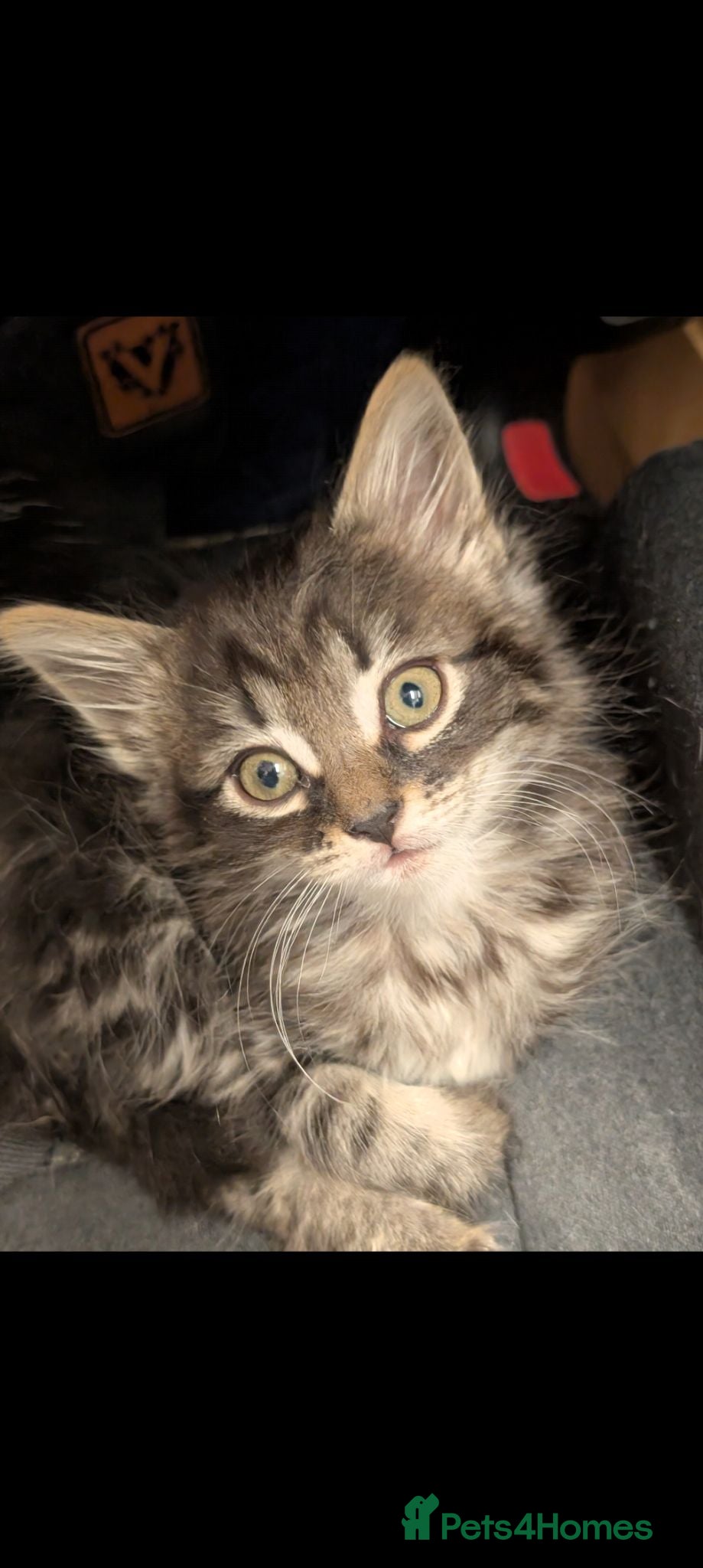 Domestic Shorthair cats AVAILABLE TODAY 13TH JUNE LAST 3 KITTENS - Advert 22
