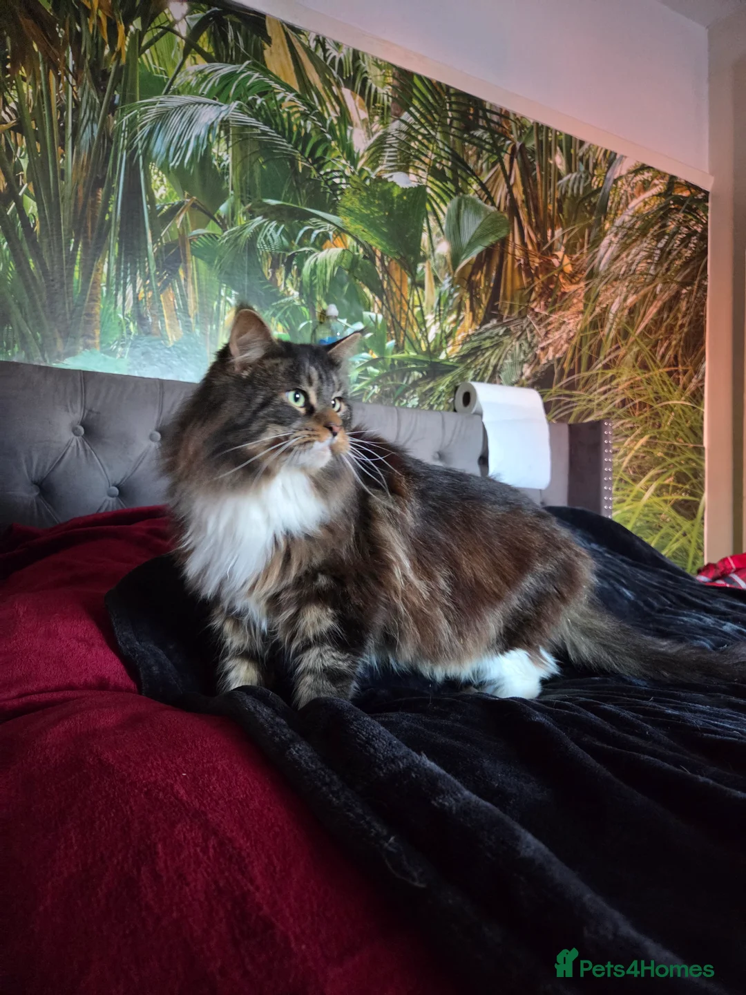 Maine Coon cats for stud: Beautiful boy for stud  - Advert 2