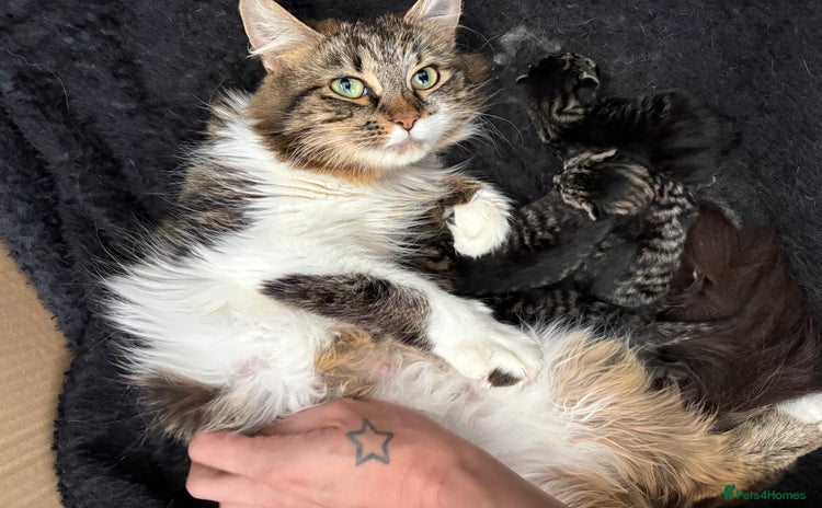 Mixed Breed cats - Advert 10