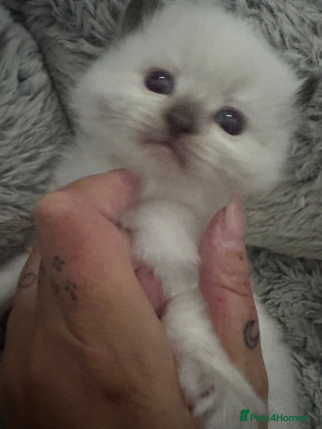 Ragdoll cats for sale: Absolutely Stunning litter of pure Ragdoll kittens - Advert 6