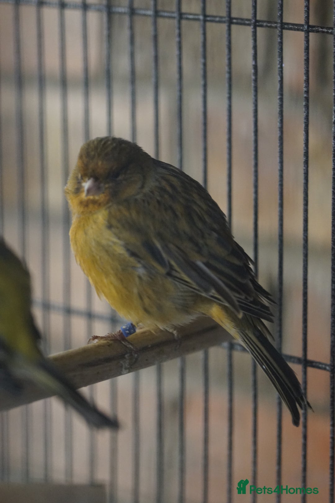 Canaries birds for sale: Canaries  - Advert 5