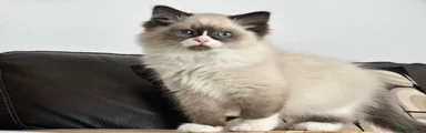 Ragdoll 4