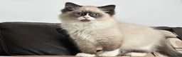 Ragdoll cats for sale: Tica Pedigree Ragdolld in Dalkeith - Advert 6