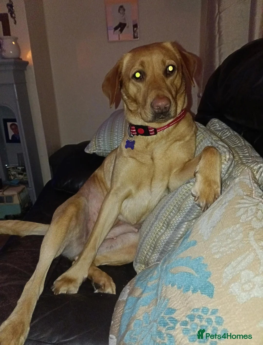Labrador Retriever dogs for sale: Labrador puppy's  - Advert 1