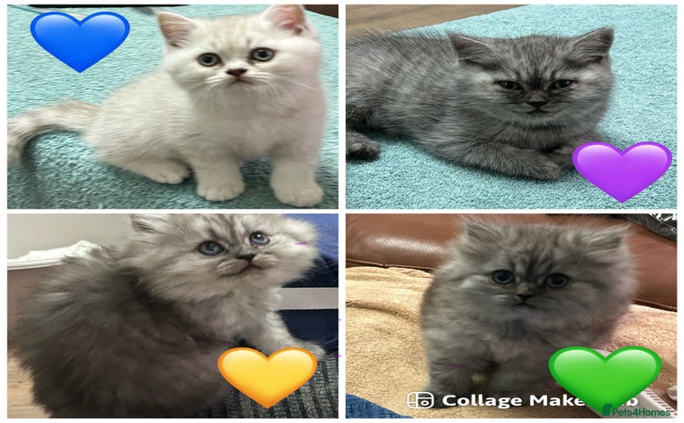 British Longhair cats - Advert 5