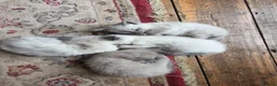 Ragdoll cats for sale: Gorgeous friendly Ragdoll kittens - Advert 12