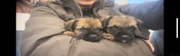 Border Terrier dogs for sale: Border Terrier puppies - Advert 8