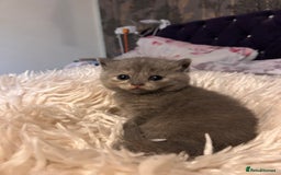 British Shorthair cats for sale: Pedigree British shorthair kittens - Image 5