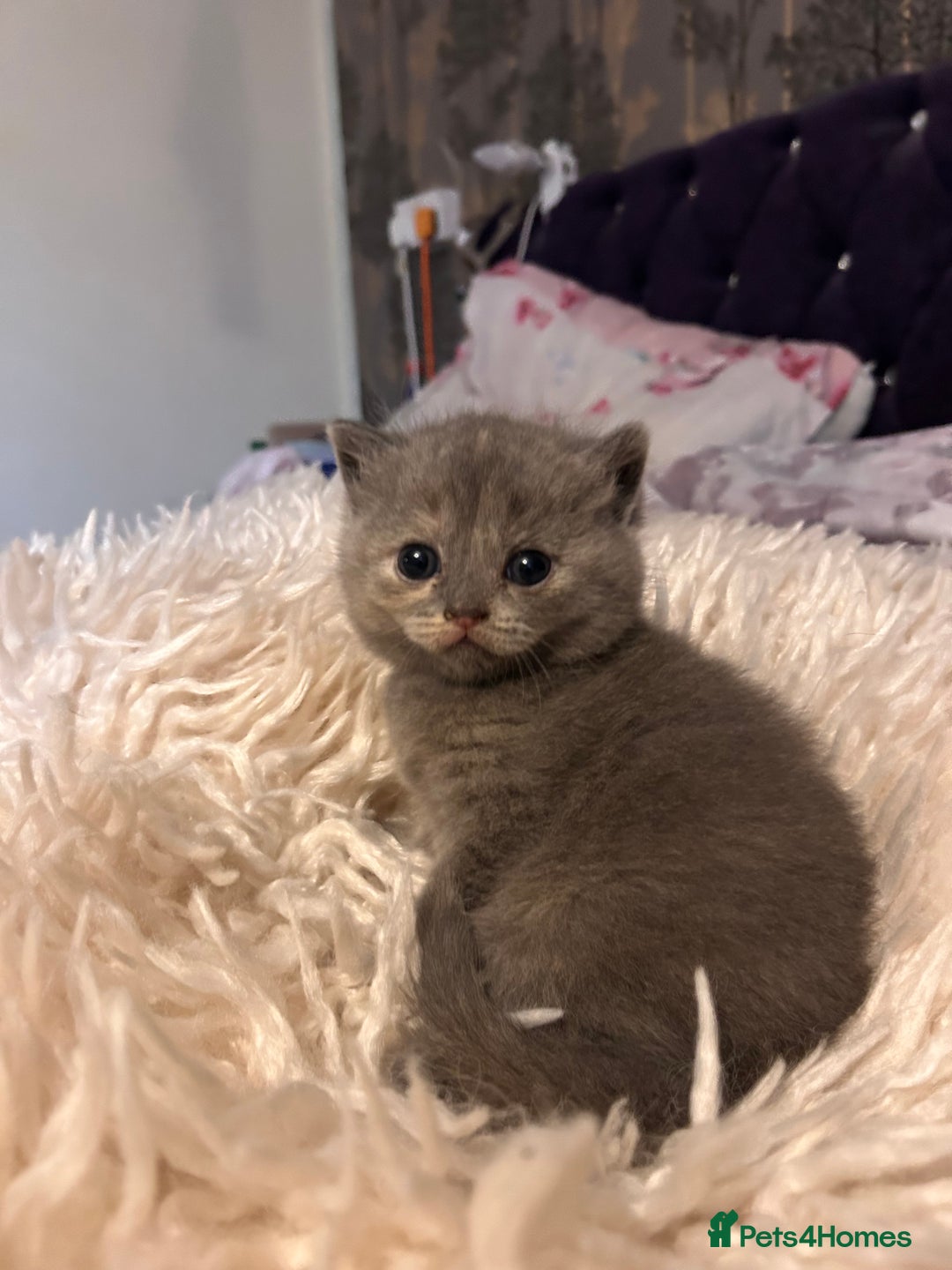 British Shorthair cats for sale: Pedigree British shorthair kittens - Image 5