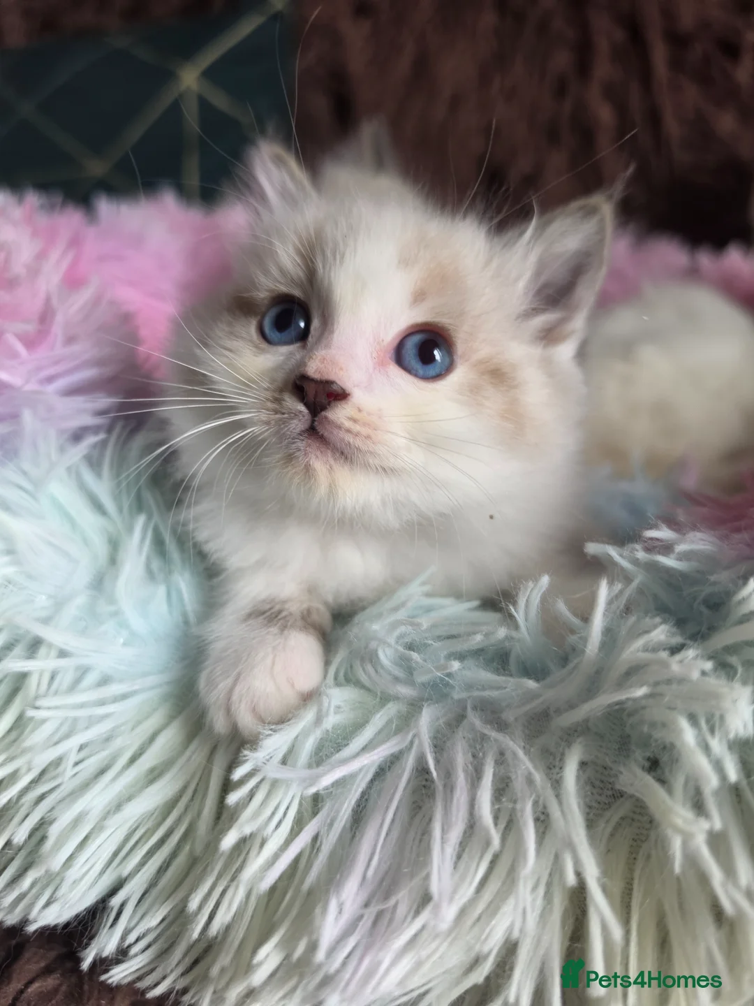 Ragdoll cats for sale: GCCF Registered Gorgeous Kittens  - Advert 35