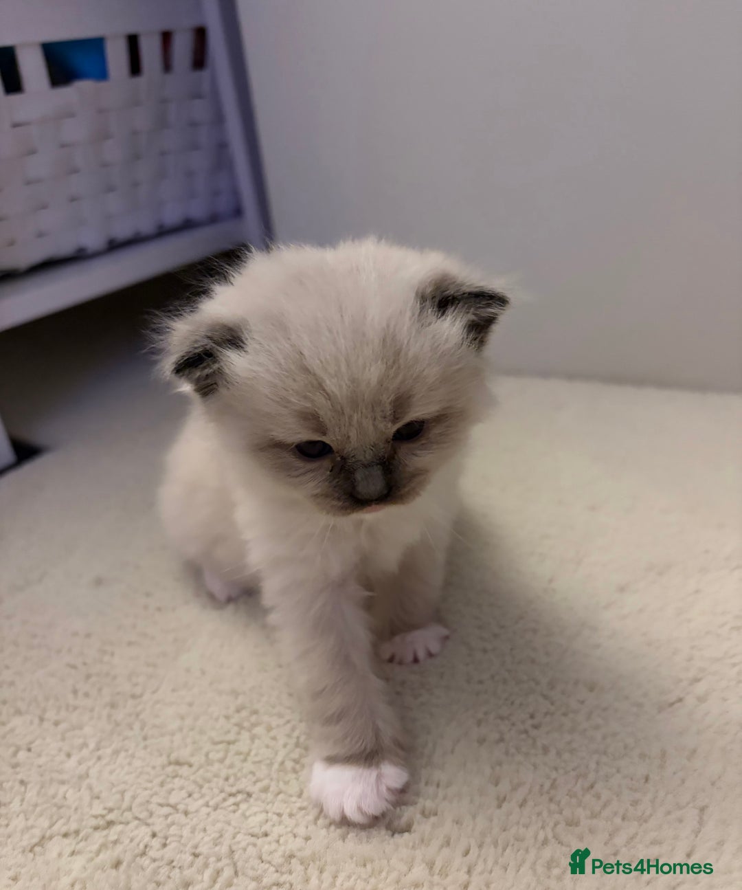 Ragdoll cats for sale: 🐾 Stunning Litter of Ragdoll Kittens - Advert 7