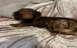 Miniature Dachshund dogs for sale: Long haired Dachshund puppies  - Image 1