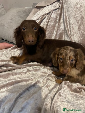 Miniature Dachshund dogs - Advert 1