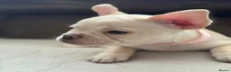 French Bulldog dogs for sale: ONLY 3 LEFT! Beautiful KC Reg French Bulldog Pups - Advert 11