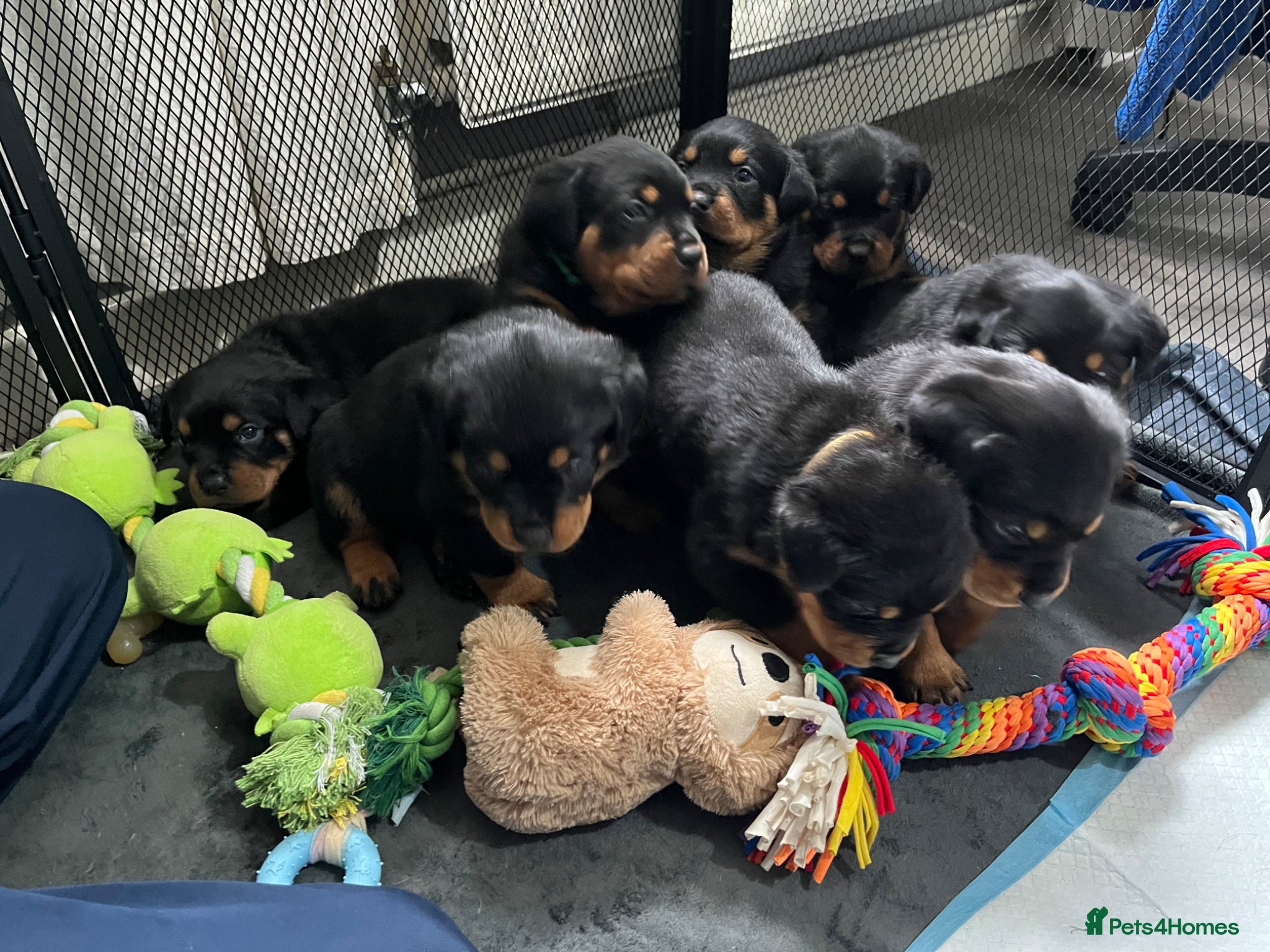 Rottweiler dogs Beautiful Rottweiler puppies - Advert 3