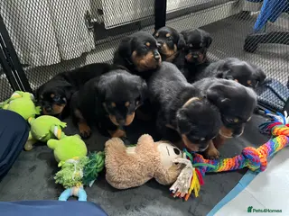 Rottweiler dogs Beautiful Rottweiler puppies - Advert 3