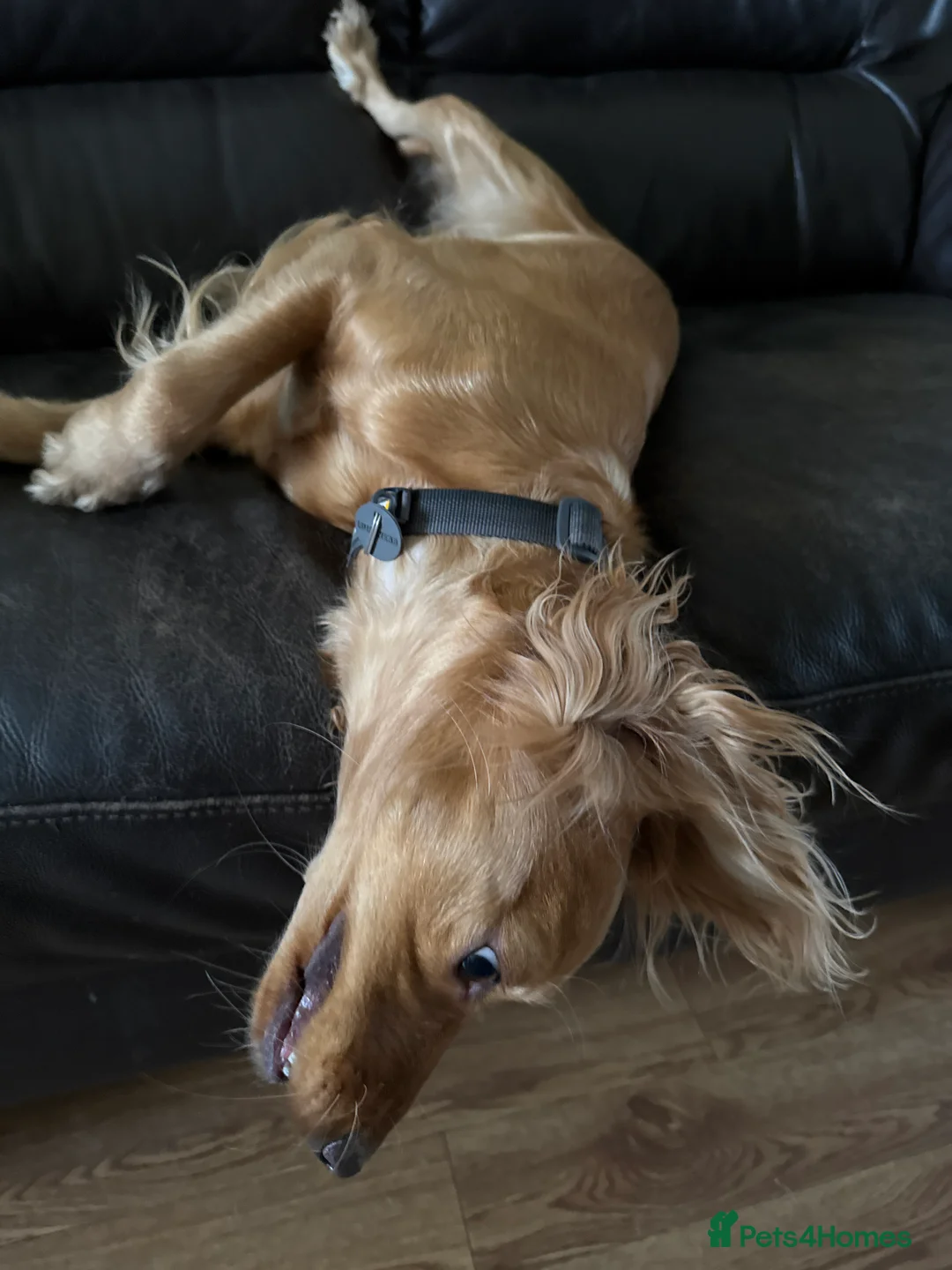 Cocker Spaniel dogs for sale: Loving Cocker Spaniel  - Advert 3