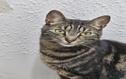 American Shorthair cats for sale: Free 3 year old male cat (needs rehoming) - Image 2