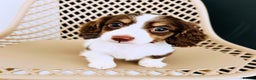 Miniature Dachshund dogs for stud: Dapple Piebald Stud 💫 carrying  cream   in Epsom - Advert 7