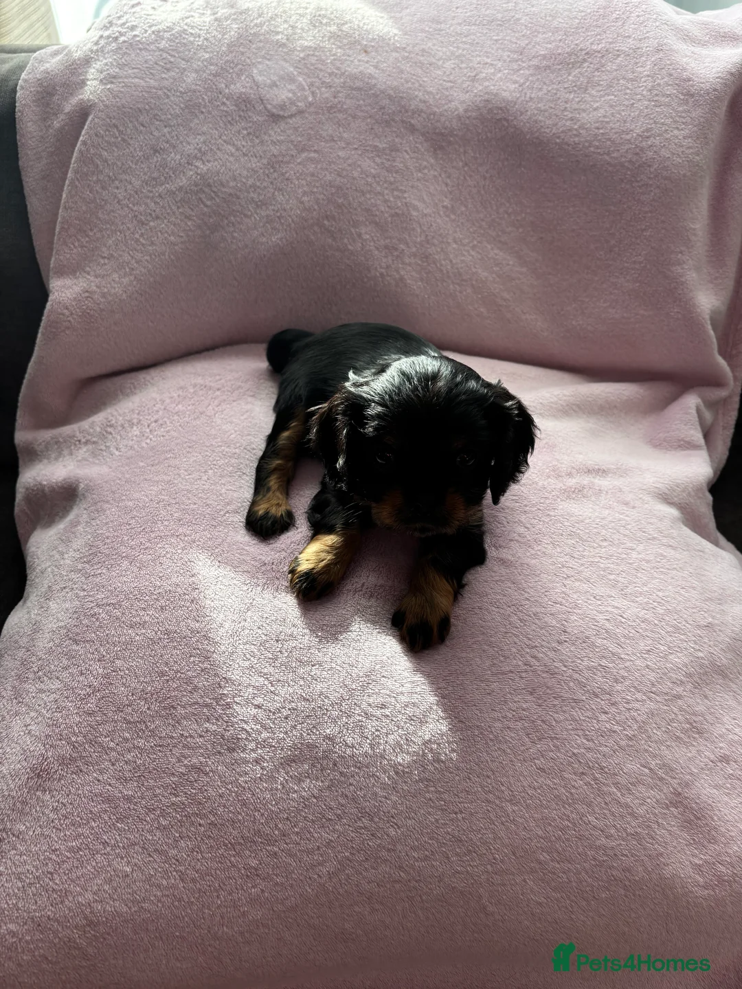 Cavalier King Charles Spaniel dogs for sale: Gorgeous KC Puppies Available  - Advert 28