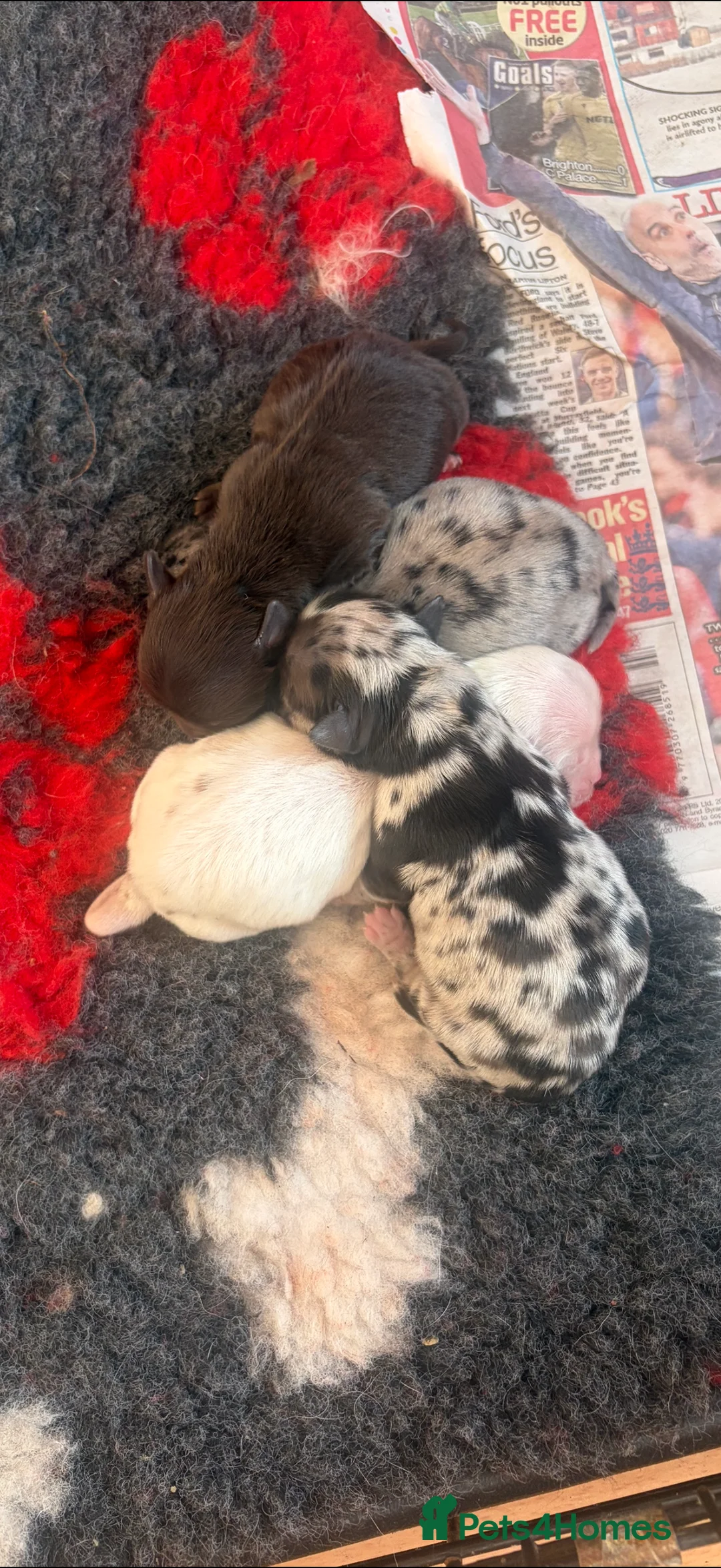 Chihuahua dogs for sale:  Beautiful Rare  Long coated chihuahua puppies  - Advert 11