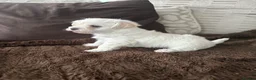 Mixed Breed dogs for sale: 2 gorgeous Maltipoo girls  in Brechin - Advert 10