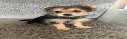 Yorkshire Terrier dogs for sale: Yorkshire Terrier Pup  in Spalding - Advert 3