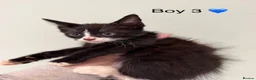 Mixed Breed cats for sale: Mainecoon X kittens  - Advert 5
