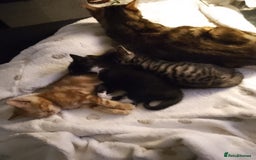 Mixed Breed cats for sale: 2 Male Bengal X Kittens for Sale. - Image 4