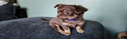 Chihuahua dogs for sale: Long haired chihuahua pups  in Rotherham - Advert 2